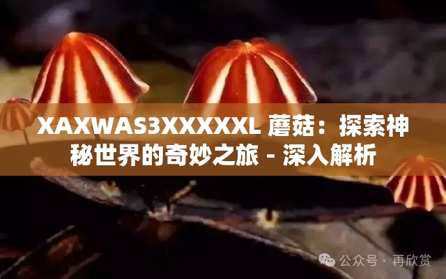 XAXWAS3XXXXXL 蘑菇：探索神秘世界的奇妙之旅 - 深入解析