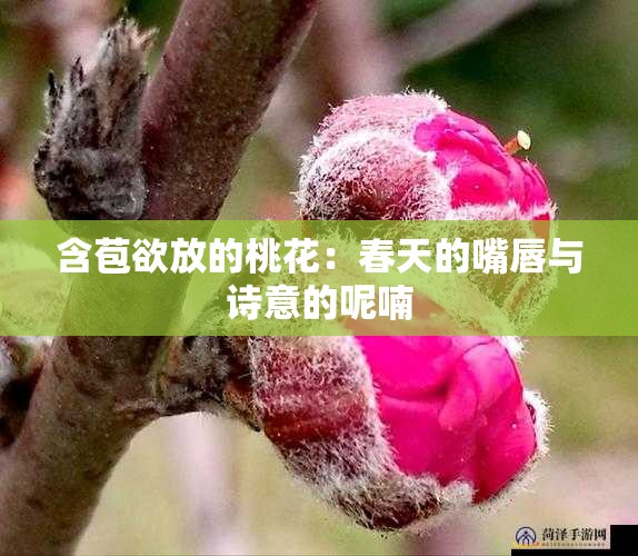 含苞欲放的桃花：春天的嘴唇与诗意的呢喃